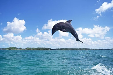 Dolphins Wallpapers 1280 X 1024   Photo 30 Of 40