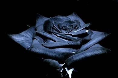 2281 Natural Big Black Rose Full Screen Wallpapers 2560x1440   1941640