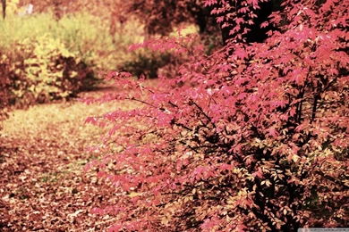 Pinkish HD Desktop Wallpapers : Widescreen : High Definition : Mobile