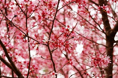 Pinkish Spring   (