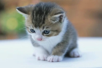 Download Cute Baby Kitten Wallpapers Free