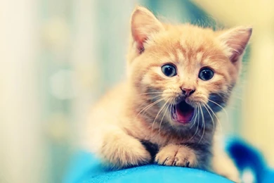 Kitten Free Download HD Wallpapers 15930   HD Wallpapers Site