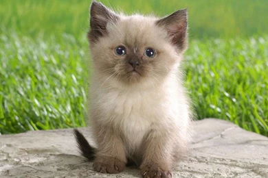 Download Cute Baby Kitten Wallpapers For Iphone