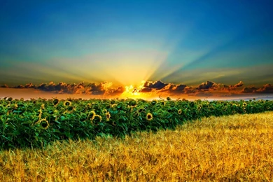 Beautiful Free Wallpapers For Your Desktop