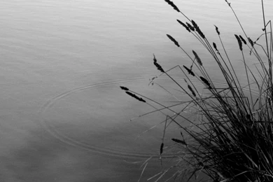 A Perfect Circle By Zebra method On DeviantArt