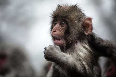 Monkey Desktop Wallpapers   , New Wallpapers, New Wallpapers