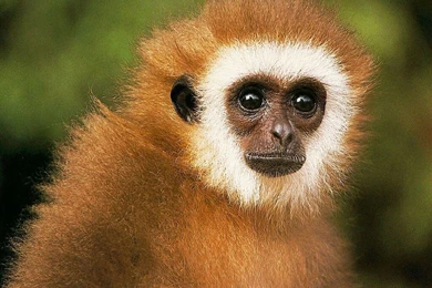 Monkey Wallpapers HD Pictures