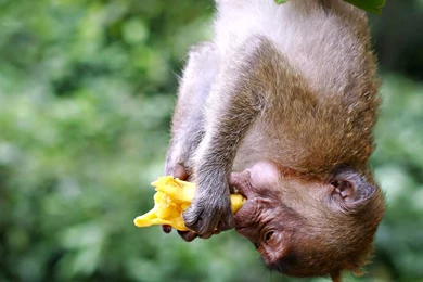 Monkey Hd Desktop Wallpapers.jpg