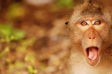 Surprised Monkey HD Desktop Wallpapers : Widescreen : High ...