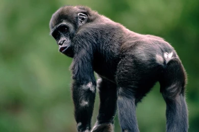 Monkey Wallpapers   Desktop Backgrounds