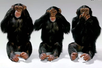 Funny Desktop Wallpapers   AmusingFun.com