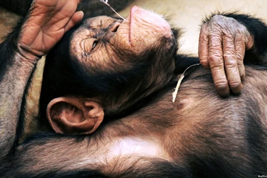 Monkey Photos Funny   Wallpapers HD Wide