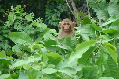 Desktop Wallpaper, Monkey In LOI Thailand