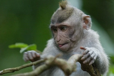 Desktop Wallpapers · Gallery · Animals · Bali Monkey Forest Little ...
