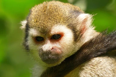 Sad Monkey Wallpapers 27304