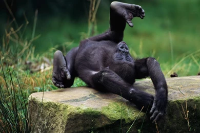 Desktop Wallpapers · Gallery · Animals · Orangutan Baby Monkey ...