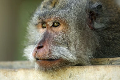 Calm Monkey Desktop Wallpapers 12012