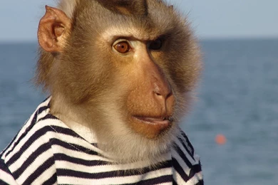 Monkey Head Wallpapers 28785