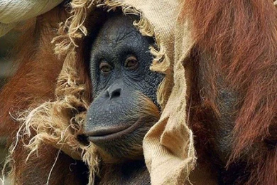 Funny Monkey Desktop Wallpapers ~ Toptenpack.com