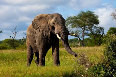 Elephant HD Wallpapers