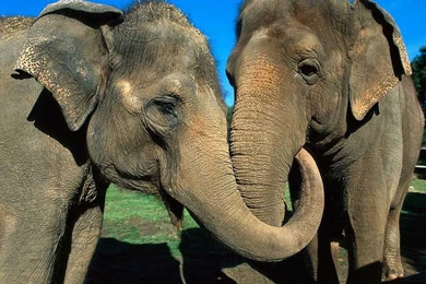 Elephants From Kerala In HD Wallpapers