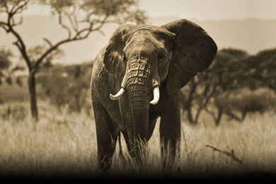 Wild Elephant Big Hd 1080p High Resolutin