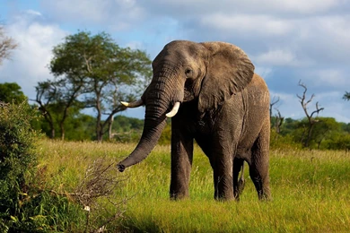 Elephant HD Wallpapers