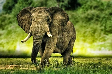 Desktop hd cartoon elephants images.jpg