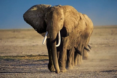 Elephant Hd Wallpapers Pictures 9