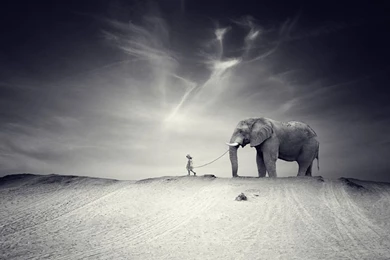 Walking Elephants HD Wallpapers   Pleasantwalls.com