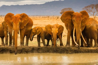 African Bush Elephant Drinking Water From Lake Wallpapers Full HD.jpg