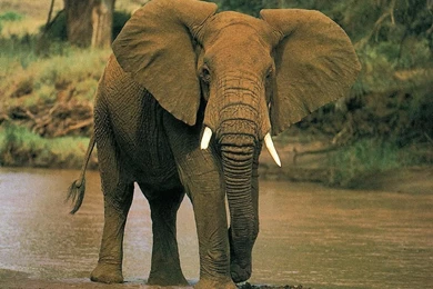 Beautiful Pictures OF Elephant In HD