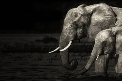 Elephant Wallpapers / 1920x1080