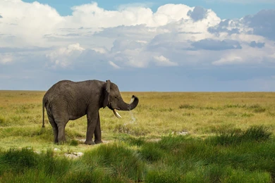 African Elephant Wallpapers HD Download For Desktop & PC