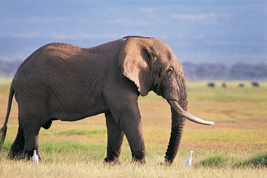 Beautiful Pictures OF Elephant In HD