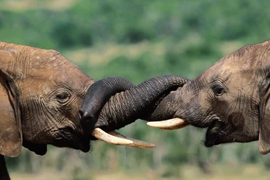 Popular Baby Elephant HD Wallpapers