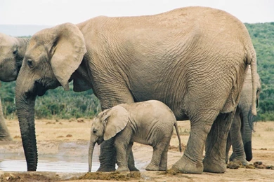 Elephant With Child Baby Pics