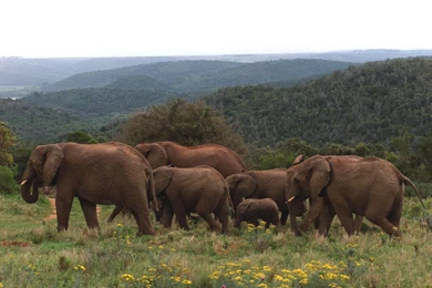 30 Wallpapers Of Elephant Photography