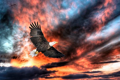 319 Eagle HD Wallpapers