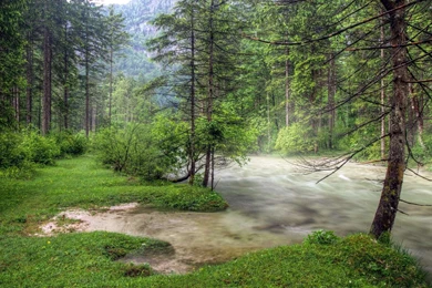 Tree HD Desktop Backgrounds Wallpapers   Wallpapers