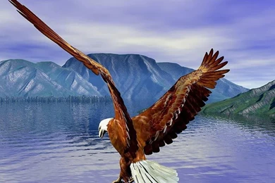 Flying Bald Eagle HD Wallpapers Free Download