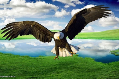 Bald eagle photo wallpaper.jpg