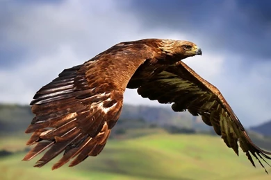 Download Eagle Wallpapers Full HD
