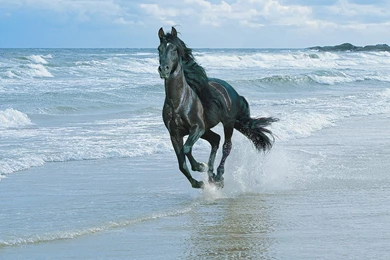 Free Wallpapers Running With The Wind Black Andalusian Horse