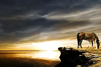 Horse Wallpapers HD Beach And Water