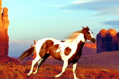 Paint Horse Wallpapers   , New Wallpapers, New Wallpapers