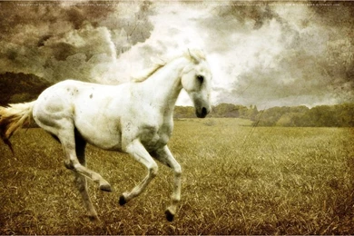 White Horse Wallpapers By Syvallinen On DeviantArt