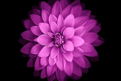 Floral Wallpapers For Iphone Wallpapers