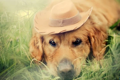 Dog hd wallpaper widescreen.jpg