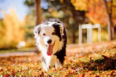 Cute Dog Wallpapers